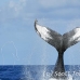 whale_humpback_h_00121_dom2161.jpg